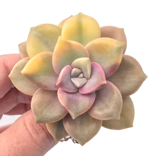 Graptoveria 'Purple Delight’ Variegated 3" Rare Succulent Plant