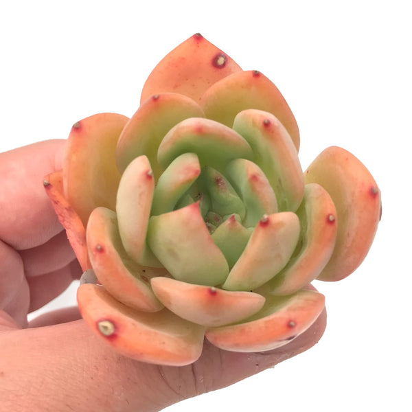 Echeveria Agavoides 'Golden Glow' Small 1"-2" Succulent Plant