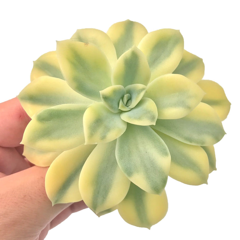 Echeveria 'Harry Watson' Variegated 4"  Rare Succulent Plant