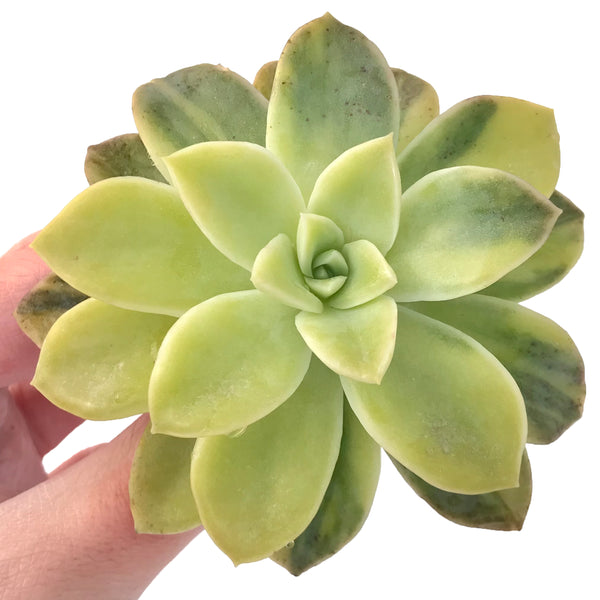 Echeveria 'Harry Watson' Variegated 3" Succulent Plant