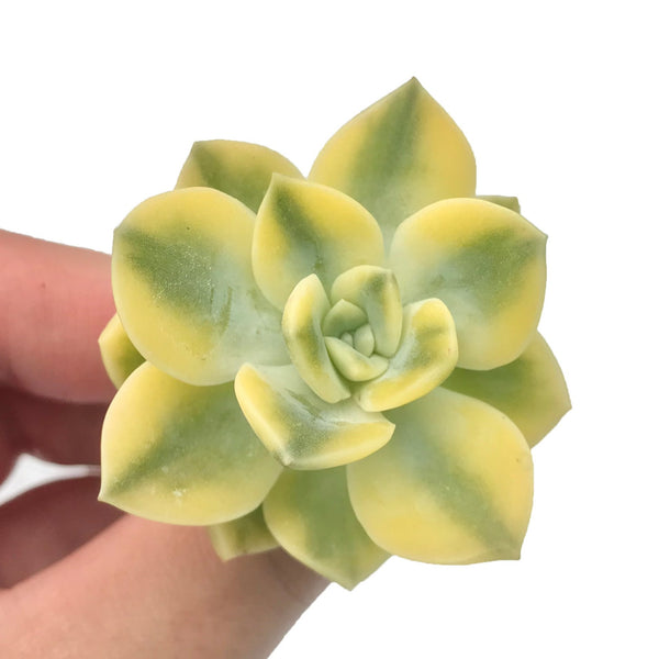 Graptoveria 'Harry Watson' Variegated Small 2" Rare Succulent Plant