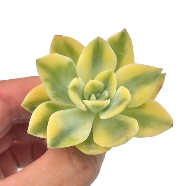 Graptoveria 'Harry Watson' Variegated Small 2" Rare Succulent Plant