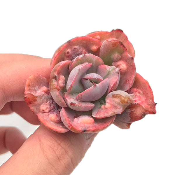 Echeveria 'Beyonce' Small 2"-3" Succulent Plant