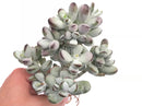 Cotlyledon Orbiculata Enormous Cluster 8"+ Rare Succulent Plant