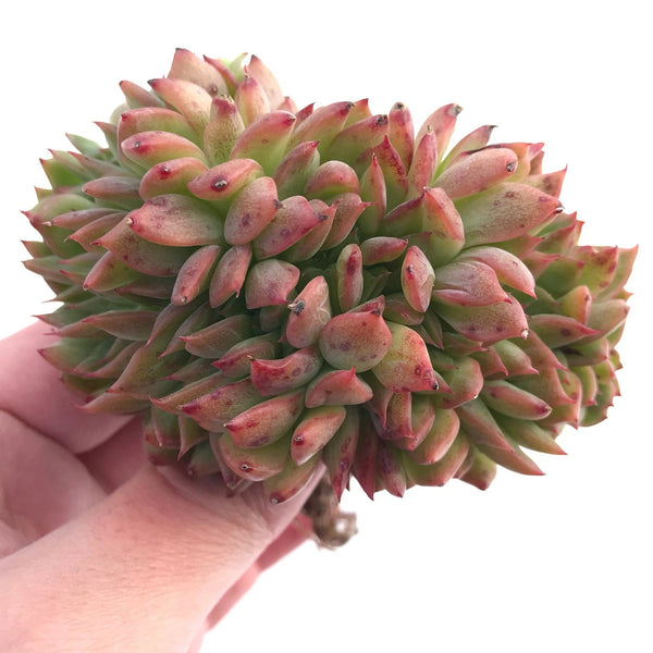 Echeveria Agavoides 'Nuevo' Crested Cluster 4" Rare Succulent Plant