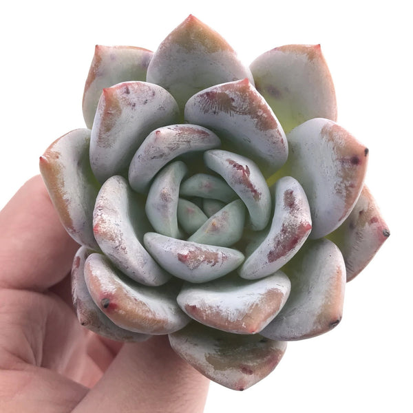 Echeveria Ivory 3" Rare Succulent Plant