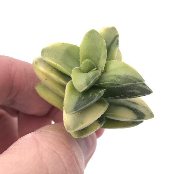 Crassula Springtime Variegated Small 2" Rare Succulent Plant