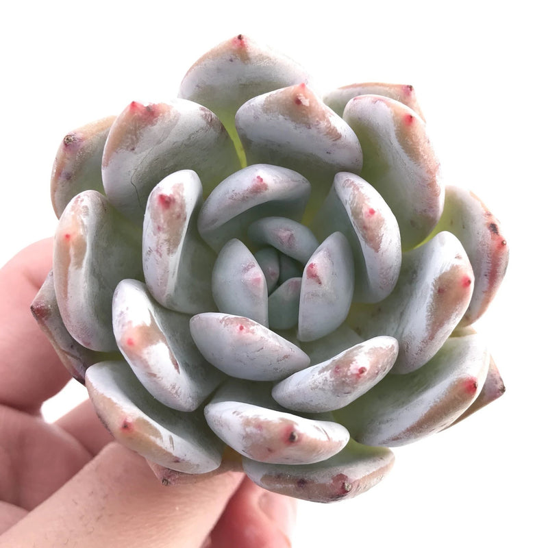 Echeveria Ivory 2" Rare Succulent Plant