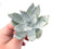 Dudleya Britonii 3" Rare Succulent Plant