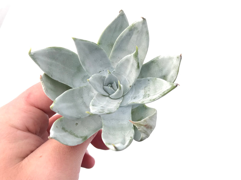 Dudleya Britonii 3" Rare Succulent Plant