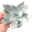 Dudleya Britonii 3" Rare Succulent Plant