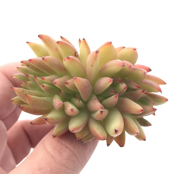 Echeveria Agavoides Maria Crested Cluster 2"-3" Rare Succulent Plant