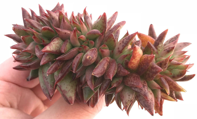 Echeveria Agavoides 'Elk Horn' Crested 3"-4" Rare Succulent Plant