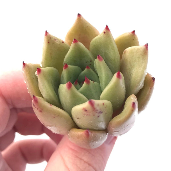 Echeveria Agavoides 'Bonita' 2" Rare Succulent Plant