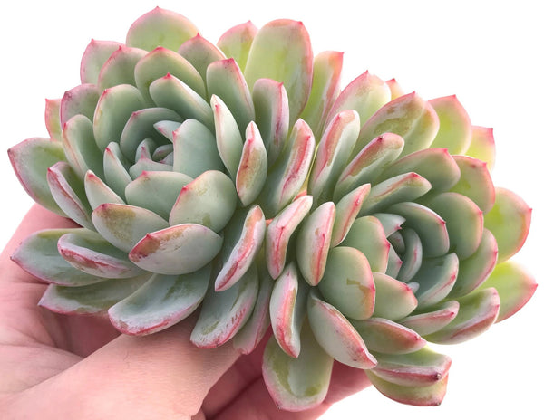 Echeveria Yusuke Double-Headed Cluster 5" Rare Succulent Plant