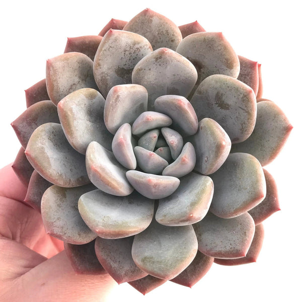 Pachyphytum cv Frevel 4" Rare Succulent Plant