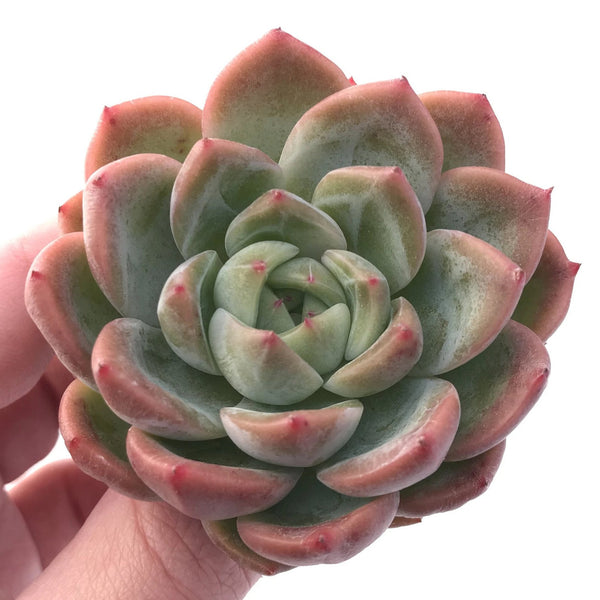 Echeveria Sp 3" Rare Succulent Plant