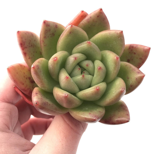 Echeveria Agavoides Bravo 3" Rare Succulent Plant