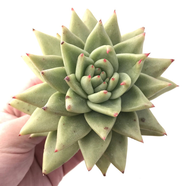 Echeveria Agavoides Maria 6" Rare Succulent Plant