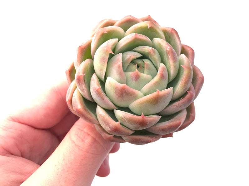 Echeveria Blue Surprise Hybrid 3" Rare Succulent Plant