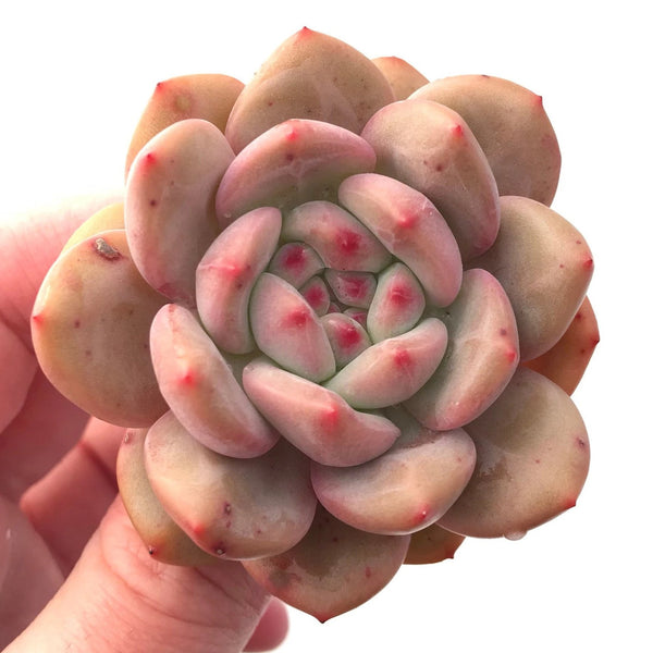 Echeveria Ariel 2" Rare Succulent Plant