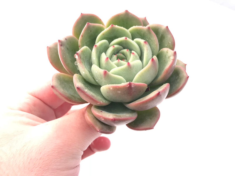 Echeveria 'Fila' 4"-5" Rare Succulent Plant