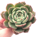 Echeveria 'Fila' 4"-5" Rare Succulent Plant