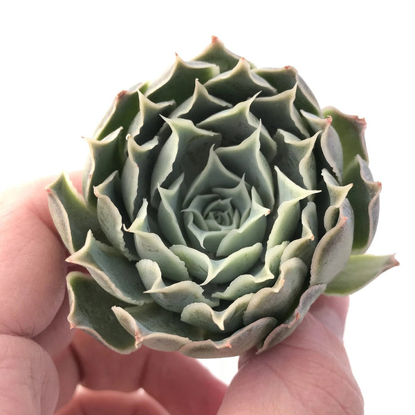 Echeveria Simulans 2" Rare Succulent Plant