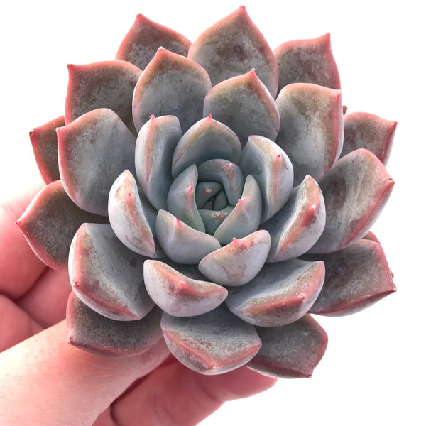 Echeveria Fiona 4" Rare Succulent Plant