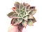 Echeveria Madiba 8" Rare Succulent Plant