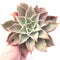 Echeveria Madiba 8" Rare Succulent Plant