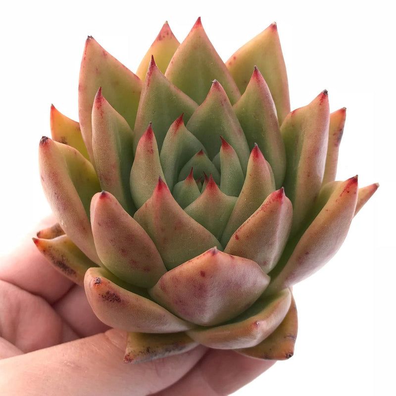 Echeveria Agavoides Maria 3" Rare Succulent Plant