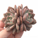 Echeveria Ariel Cluster 2" Rare Succulent Plant