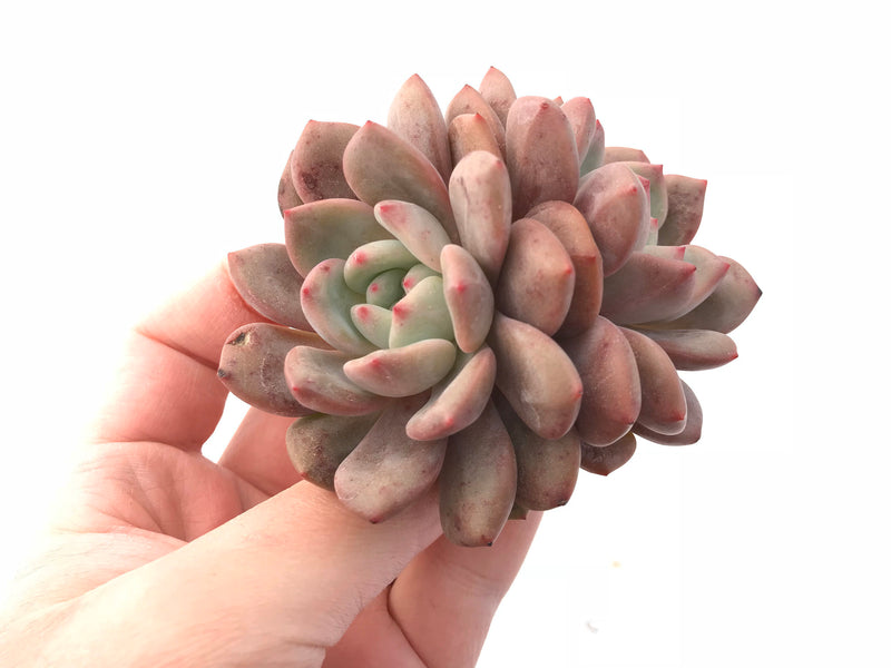 Echeveria Ariel Cluster 2" Rare Succulent Plant