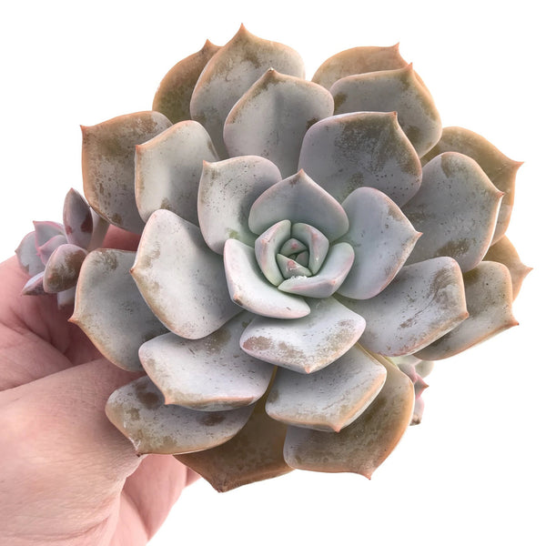 Echeveria Tiramisu Hybrid 4" Rare Succulent Plant