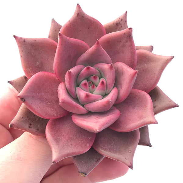 Echeveria Agavoides Red Ebony 3" Rare Succulent Plant