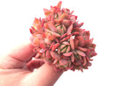 Echeveria Luella Crested Cluster 3" Rare Succulent Plant