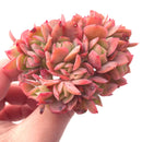 Echeveria Luella Crested Cluster 3" Rare Succulent Plant