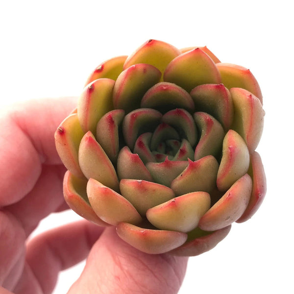 Echeveria Sp. 2" Rare Succulent Plant