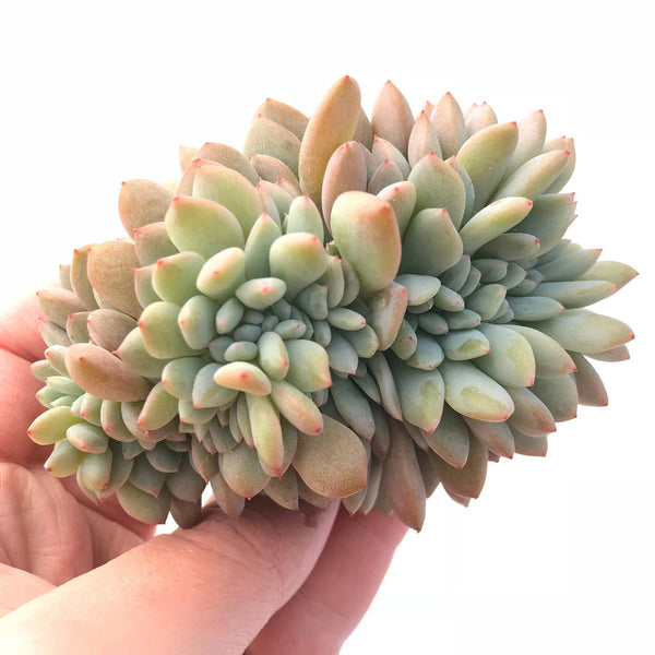 Echeveria Elegans Potosina Crested 4" Rare Succulent Plant