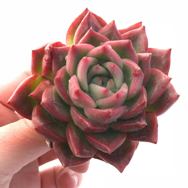 Echeveria Floriditi 3" Rare Succulent Plant