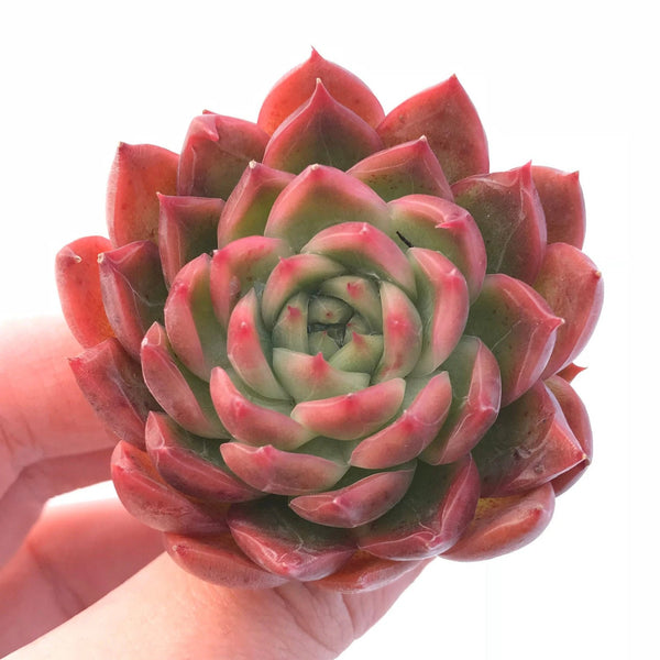 Echeveria Floriditi 3" Rare Succulent Plant