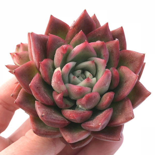 Echeveria Floriditi 3" Rare Succulent Plant