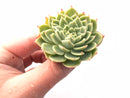 Echeveria Pansy Crested 2" Rare Succulent Plant