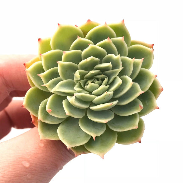 Echeveria Pansy Crested 2" Rare Succulent Plant