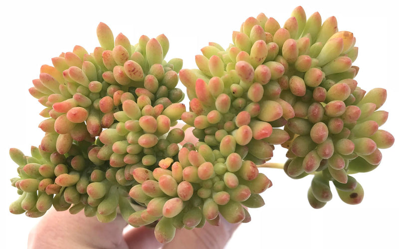 Sedum Corynephyllum Crested Cluster 6" Rare Succulent Plant