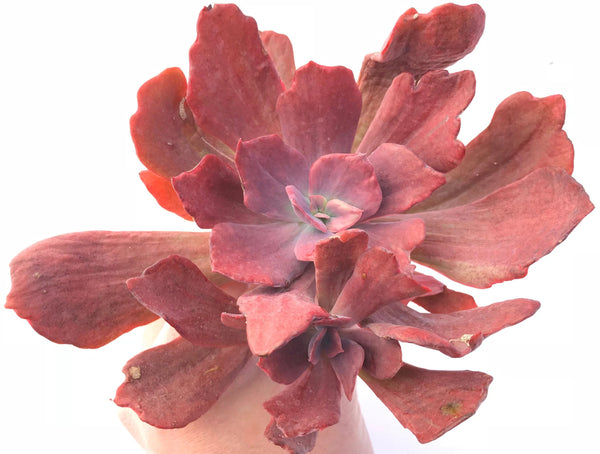 Echeveria Diamond State Variegated Cluster  6"-7" Rare Succulent Plant