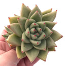 Echeveria Agavoides Maria Cluster 3"-4" Rare Succulent Plant