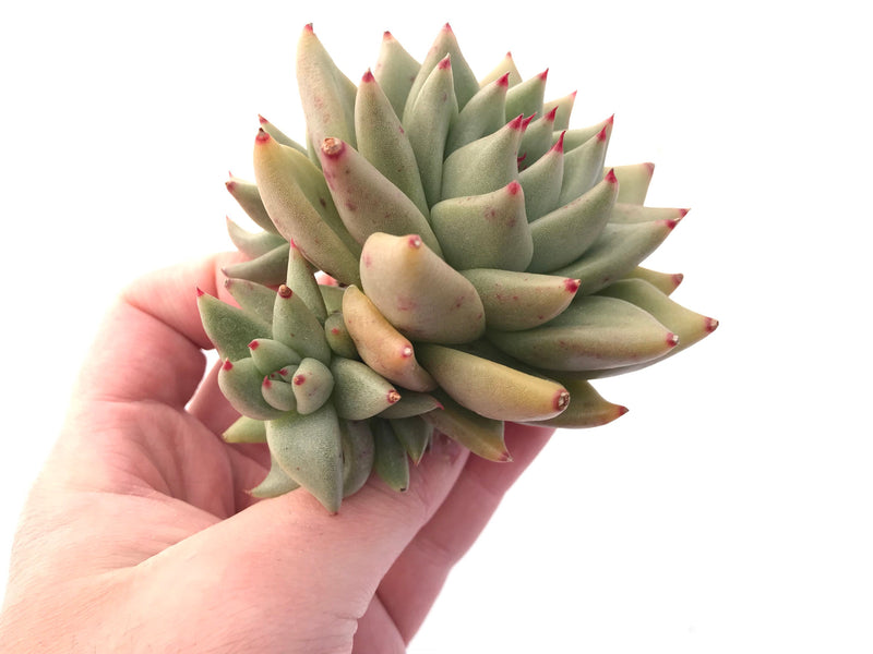 Echeveria Agavoides Maria Cluster 3"-4" Rare Succulent Plant