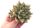 Echeveria Agavoides Maria Cluster 3"-4" Rare Succulent Plant